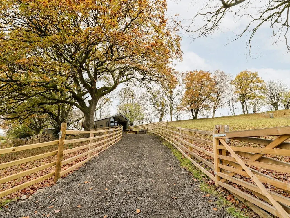 Oak Tree View