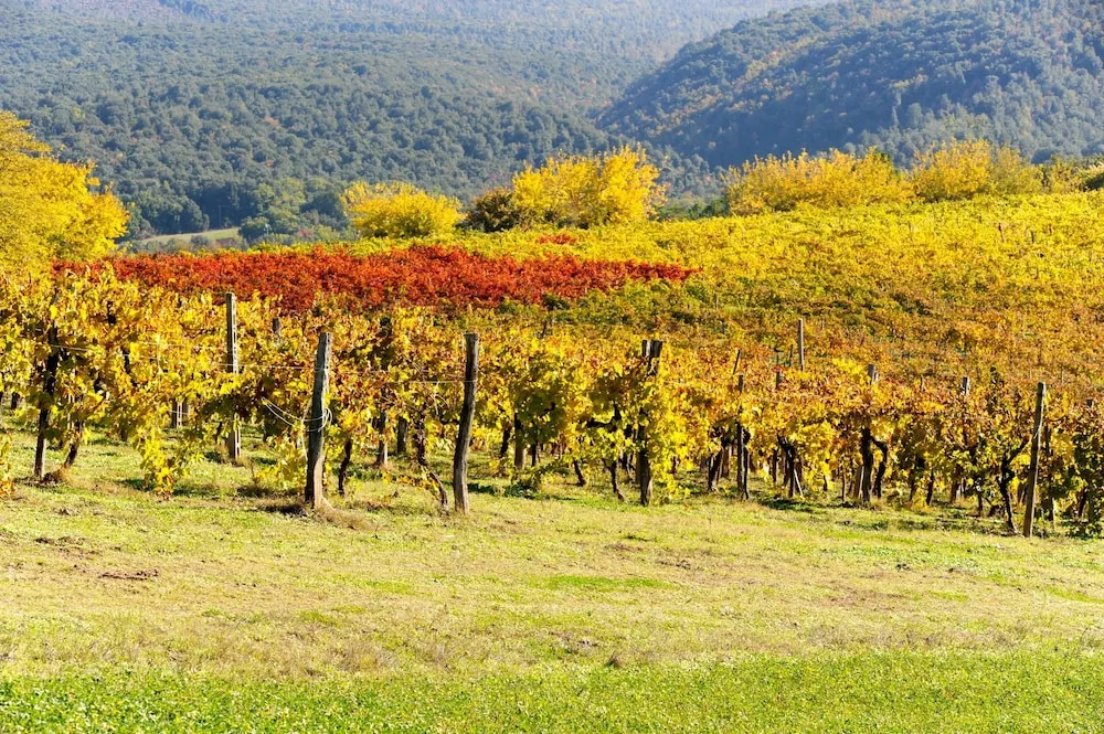 Tenuta Bichi Borghesi