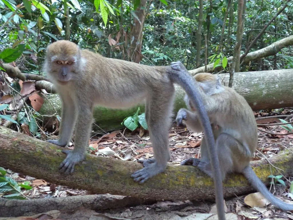 Ida Guest House & JUNGLE TREKKING