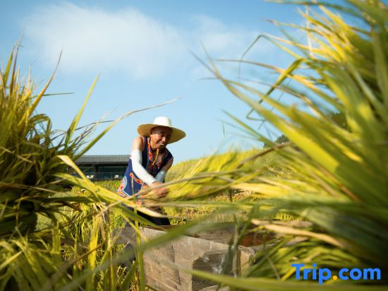 Trip.com Group Country Retreats (Zhang Jiajie Manson Joint Resort）