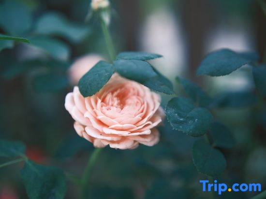 Floral Hotel · City of Sky Hotel