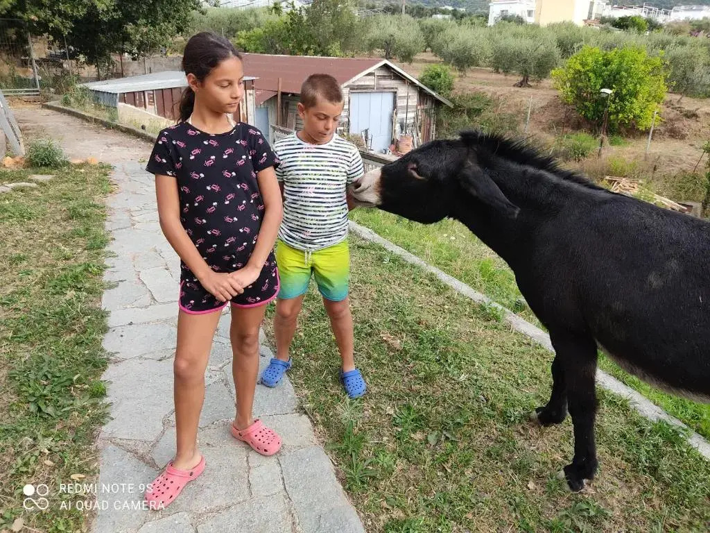 La Gallina Nel Castello