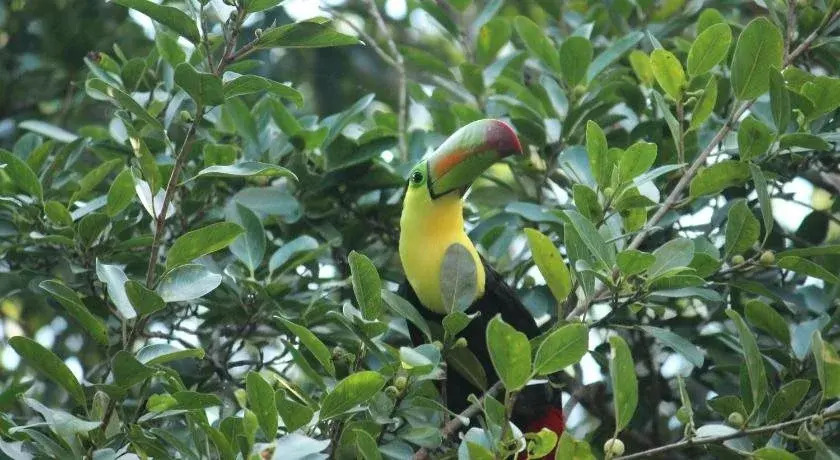 Casa Selva Orquideas