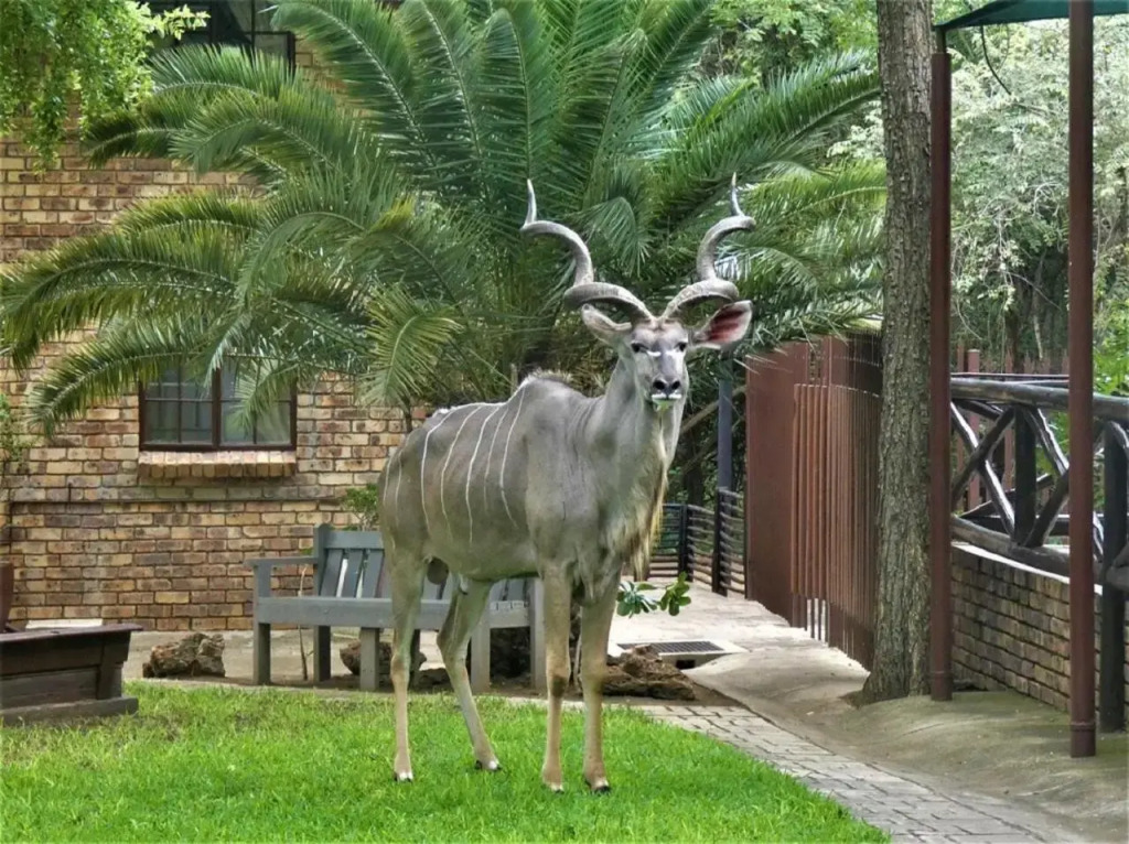 Weltevrede Lodge - Self Catering Houses