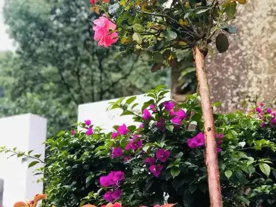 Guiyuan Qiaoju Guesthouse