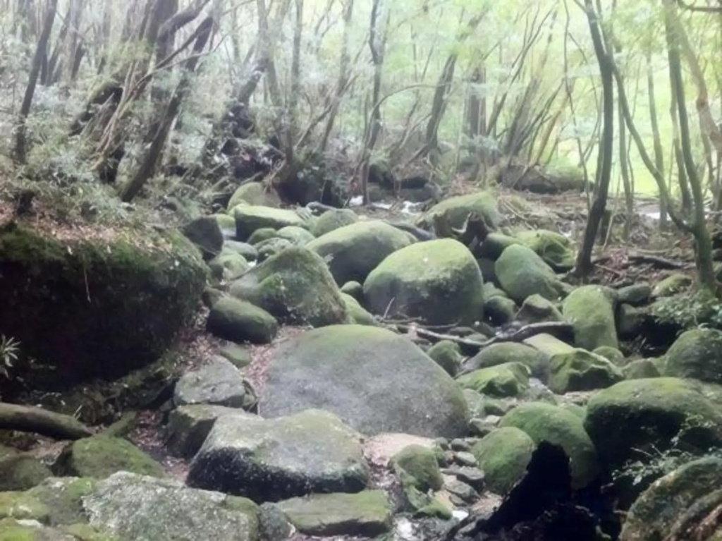 Minshuku Aishuu (Yakushima)