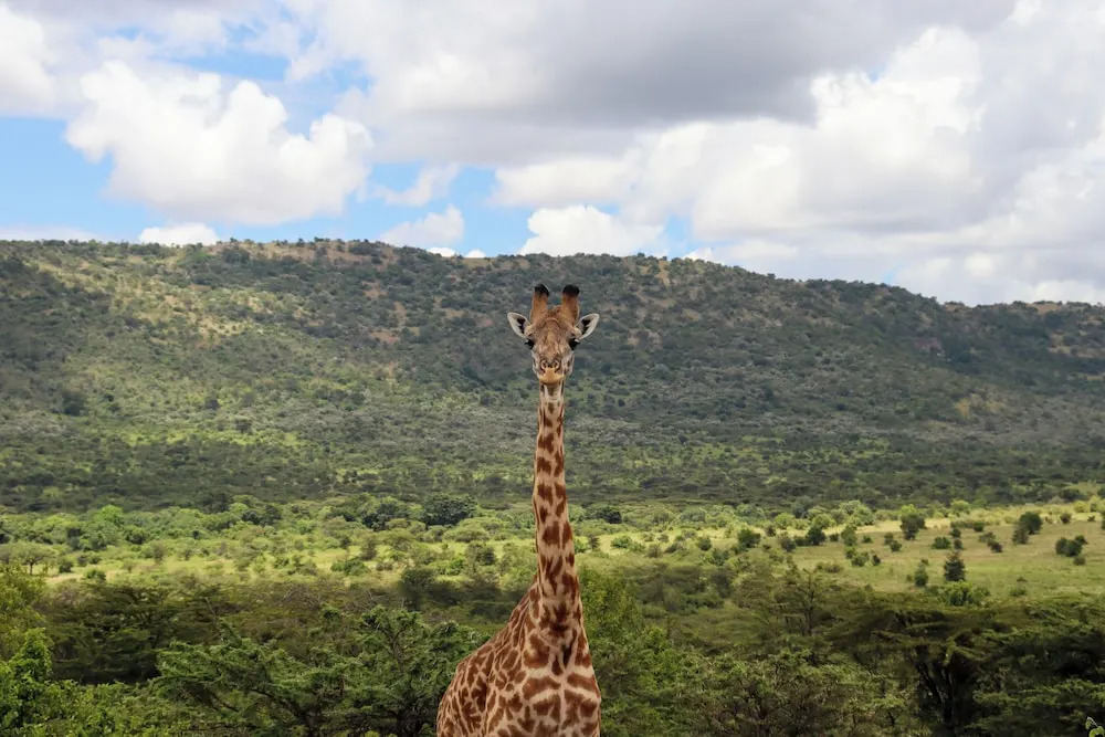 Orngatuny Mara King Camp