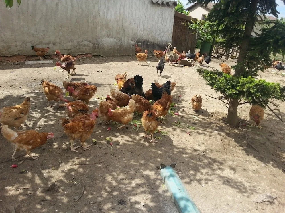 La Petite Ferme des Vitoz