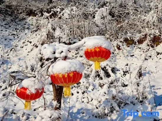 Floral Hotel · Qixi Hotel