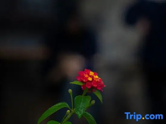 Jingxi Shuizhen Mengxiangcun Homestay