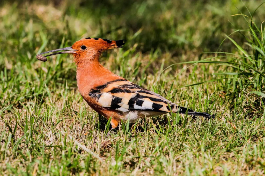 Lake Nakuru Lodge