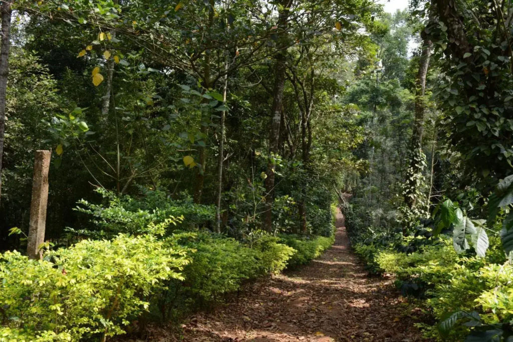 Heights Farm Stay - Nature Stay Near Madikeri