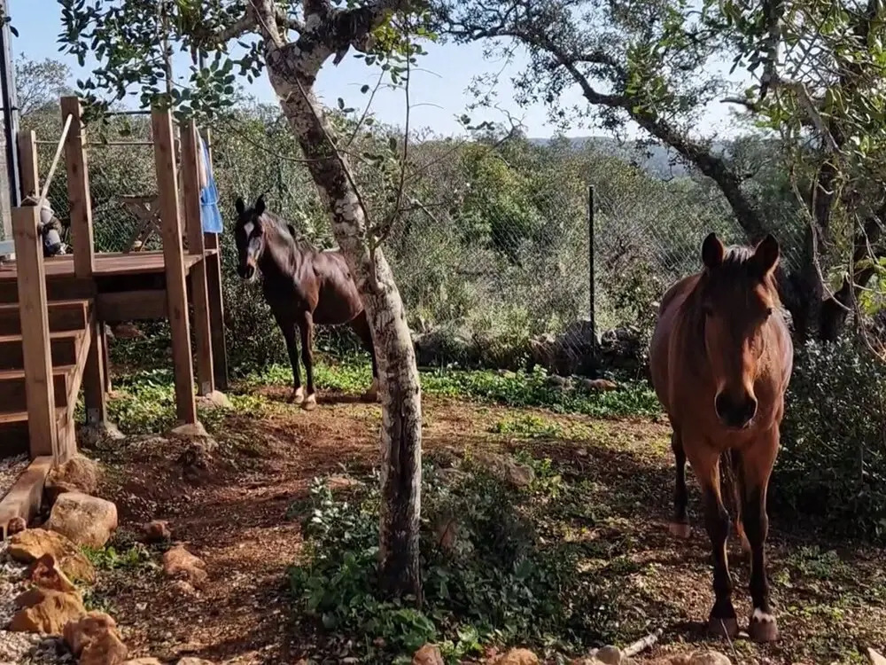 Tiny House Horses Hbergement Atypique Loul
