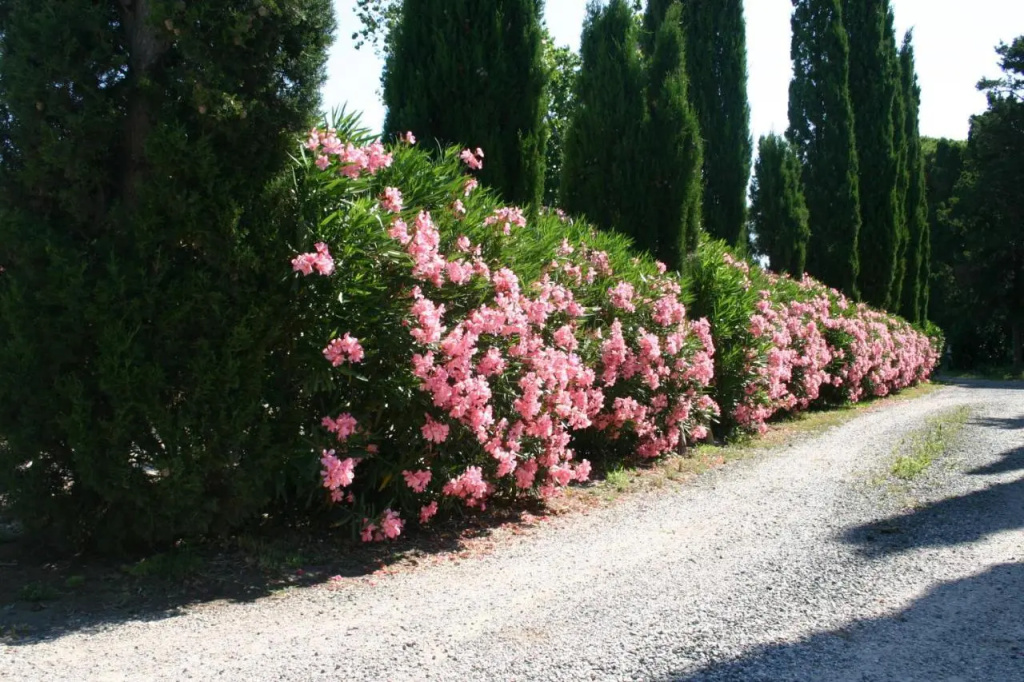 Casaleaurelia