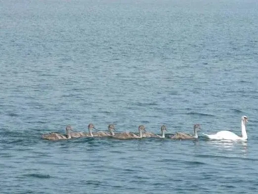 Villa White Lake - Ohrid Center Lakeside Accommodation