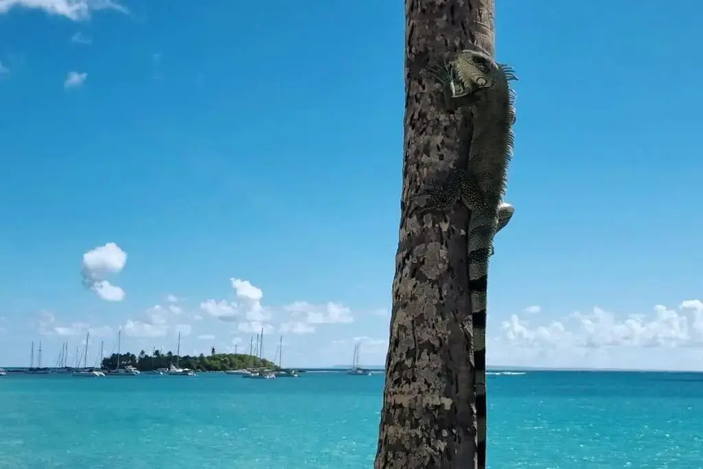 "Aimé Gwada", appartement à 40m de la plage, Rez-de-jardin tropical