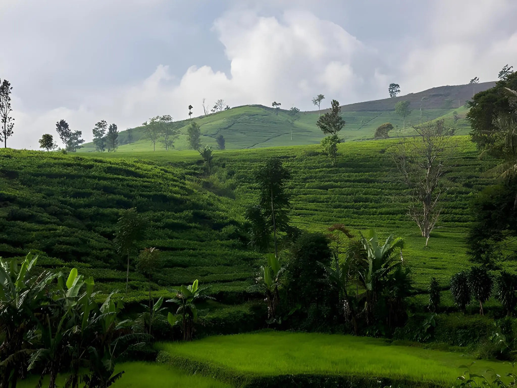 Tea Garden Resort