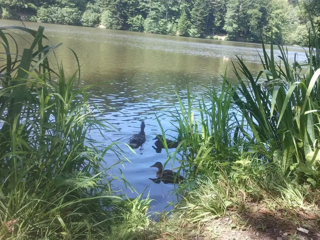 Schwaben Resort Ebnisee