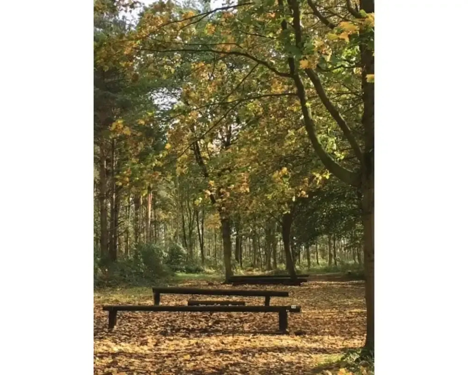 Hollicarrs - Woodland Lodge