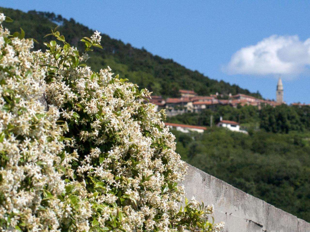 Il Glicine