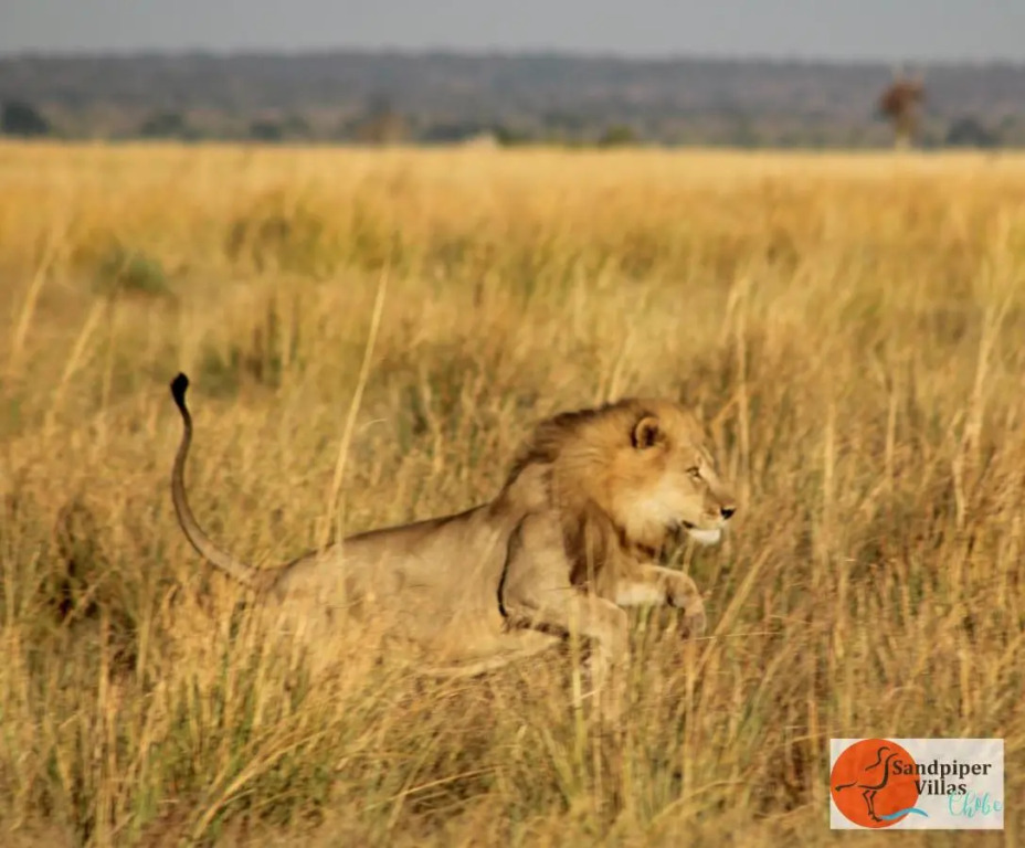 Sandpiper Villas Chobe