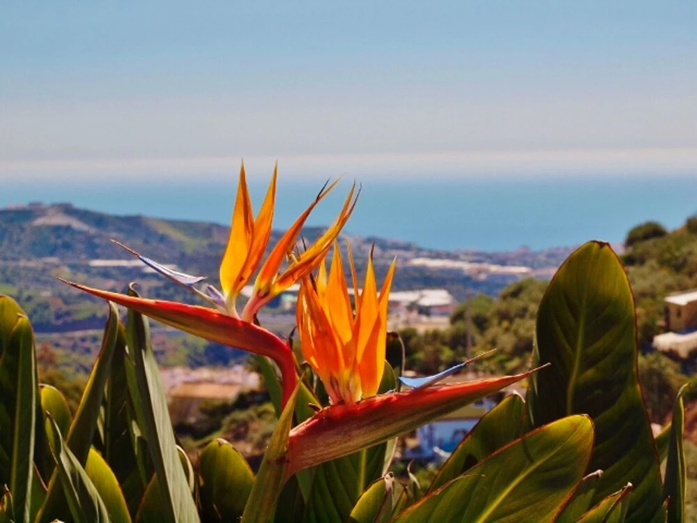 House With 4 Bedrooms in Torrox, With Wonderful sea View, Private Pool