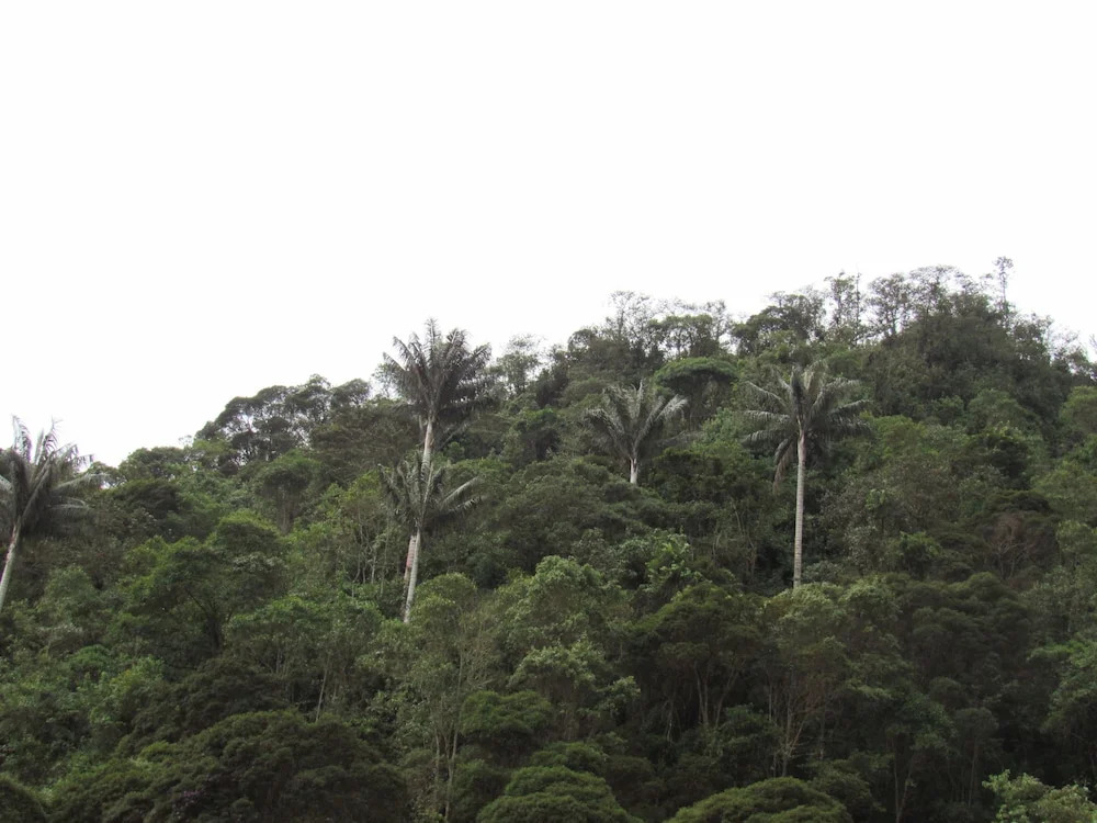 Finca Los Arboles