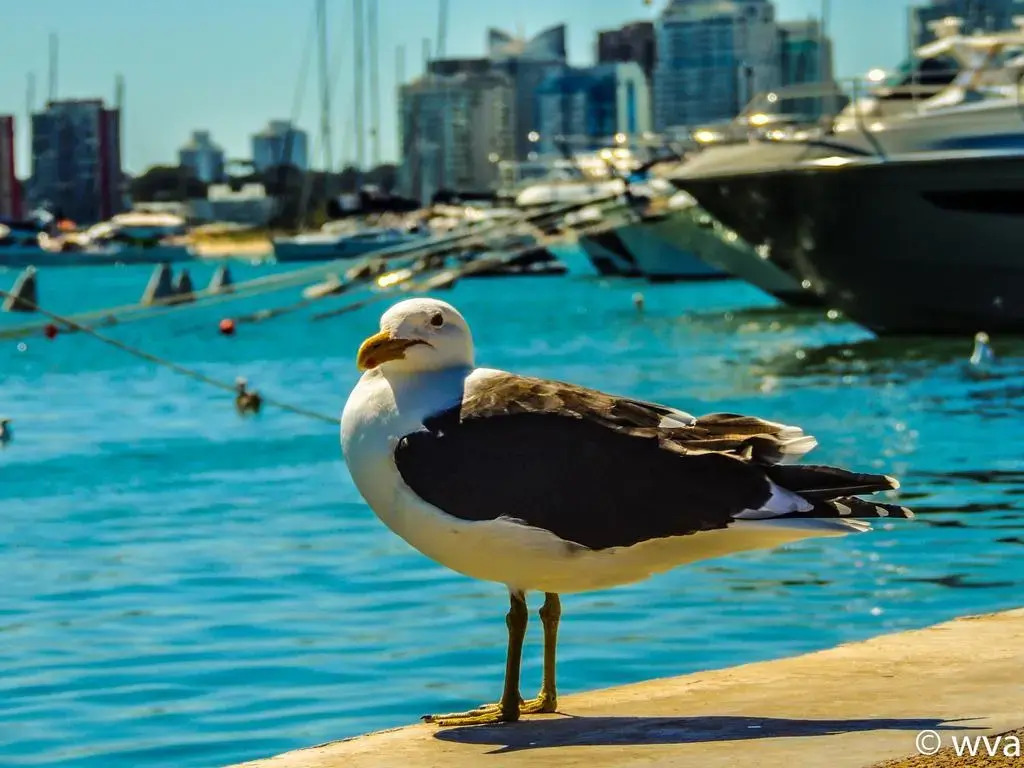 Increible Vista al mar Centro de Punta del Este