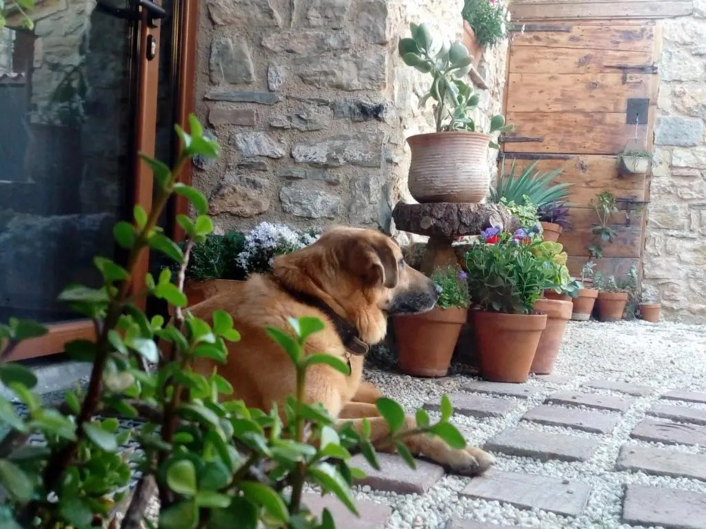 Hotel rural Font del Genil