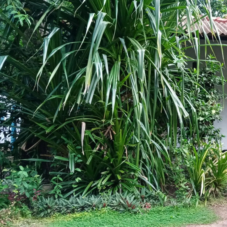 Jayanika Residence