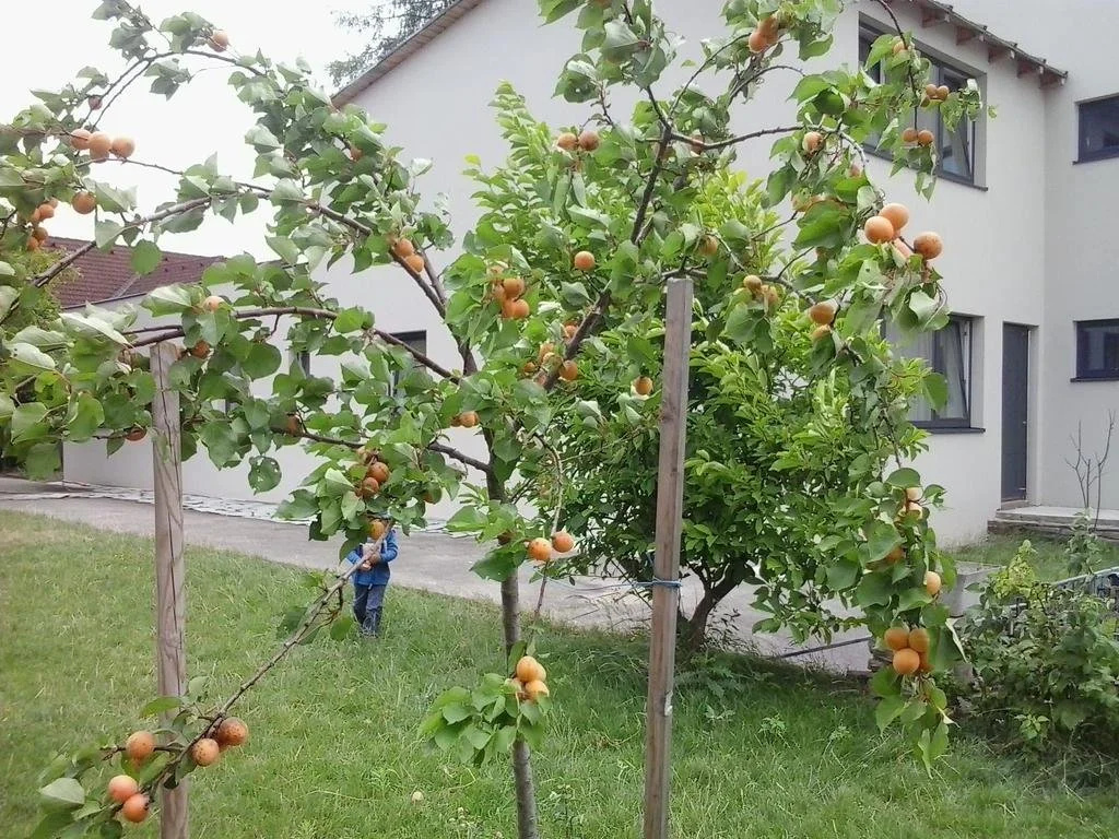 Pension Marillenhof