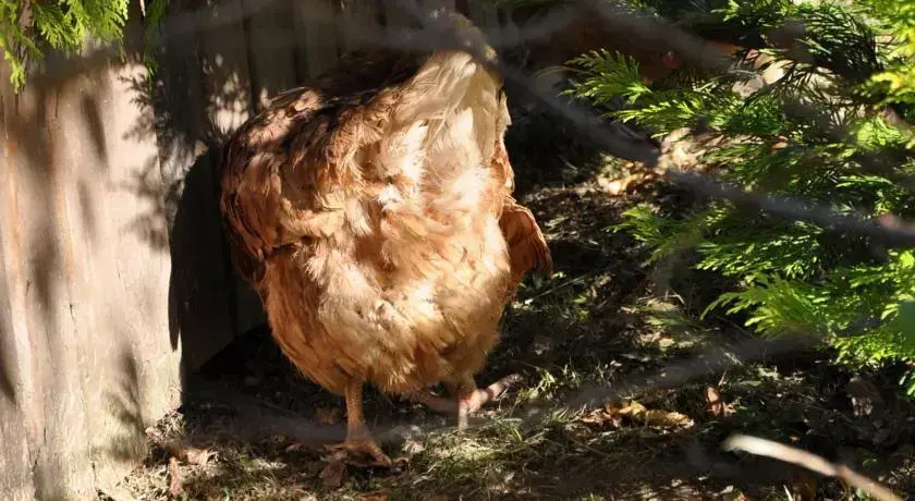 Karacadag Evleri