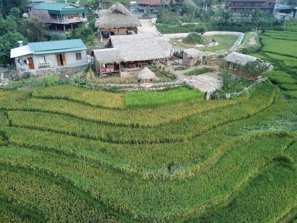 Golden Rice Garden Sapa