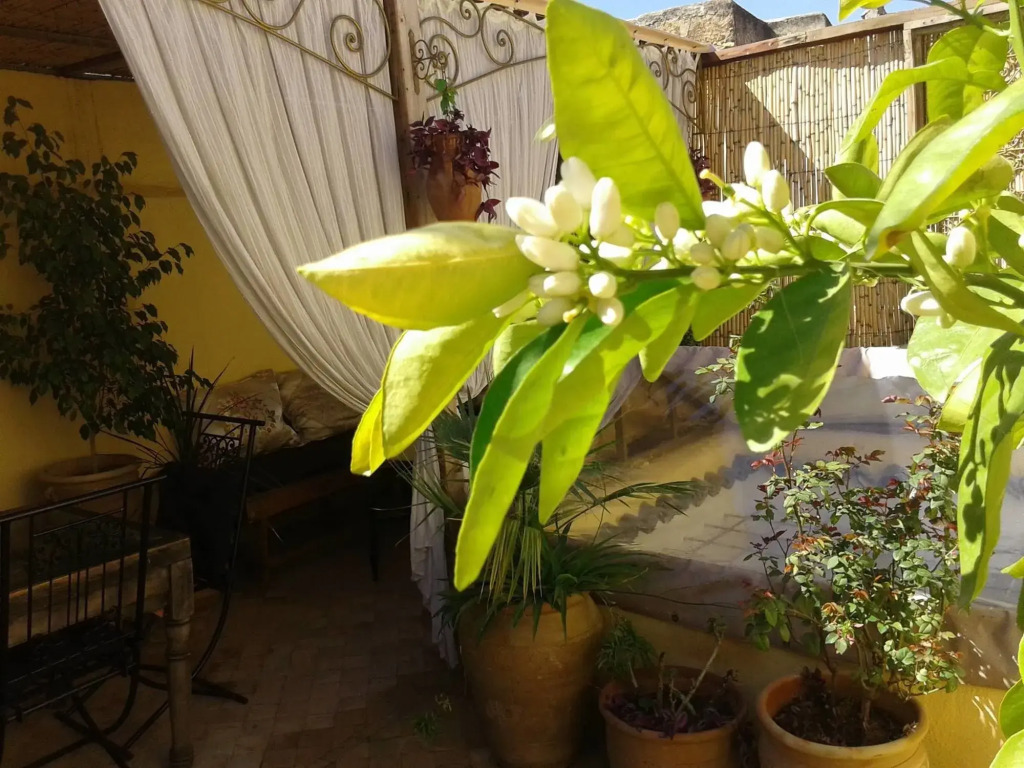 Riad Dar Arsama