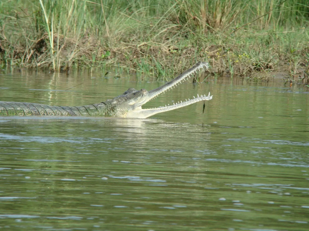 Jungle Wildlife Camp