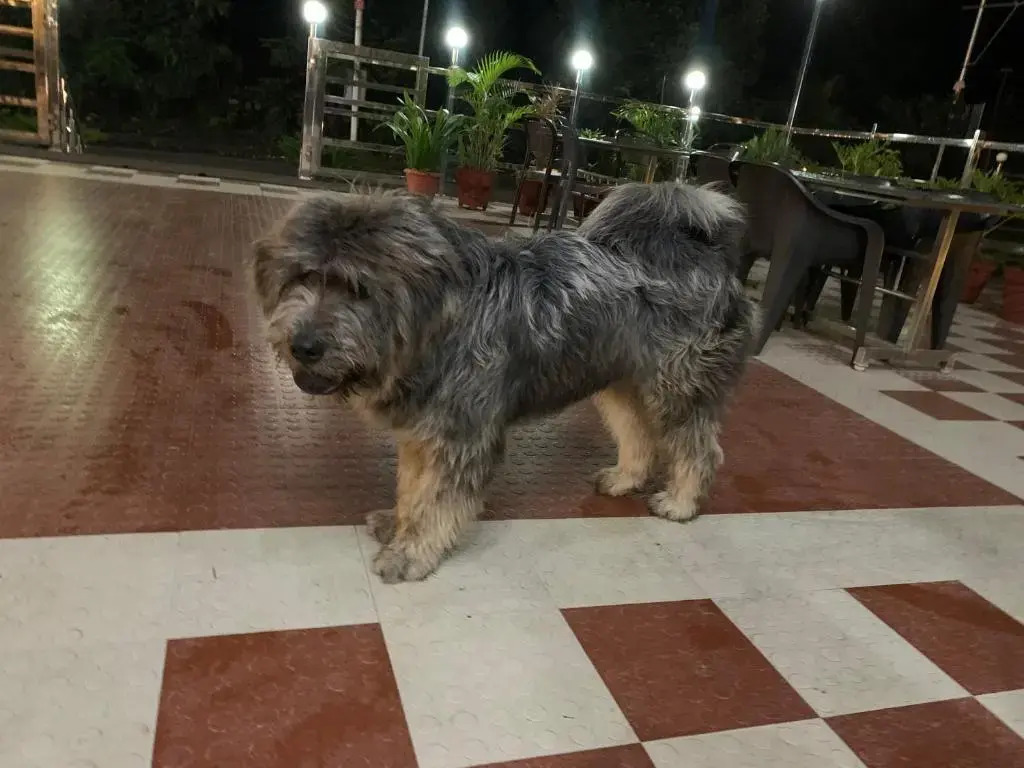 Chanakya Resort