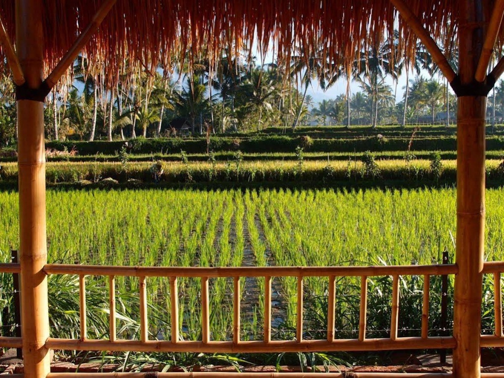 Les Rizieres Lombok