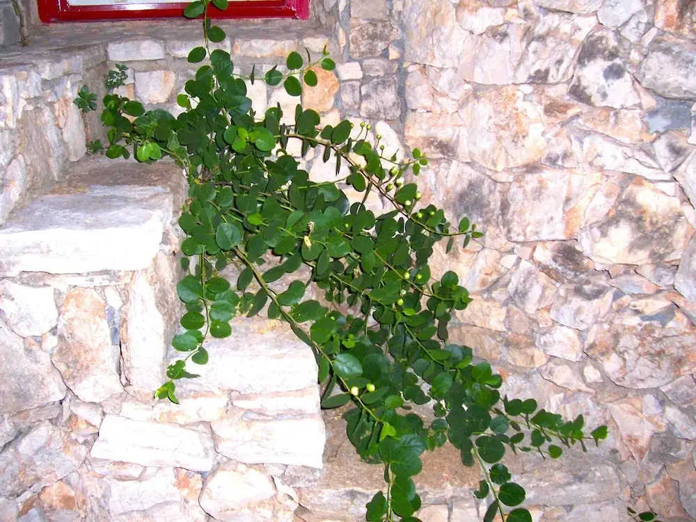 Trullo in Pietra con Giardino