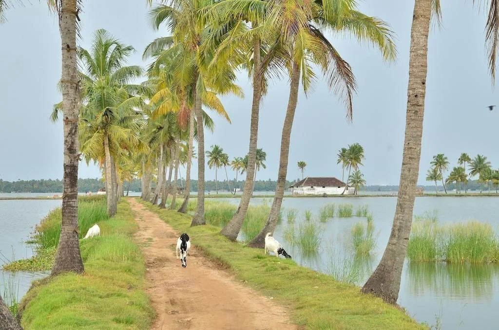 Narikulam Tharavad