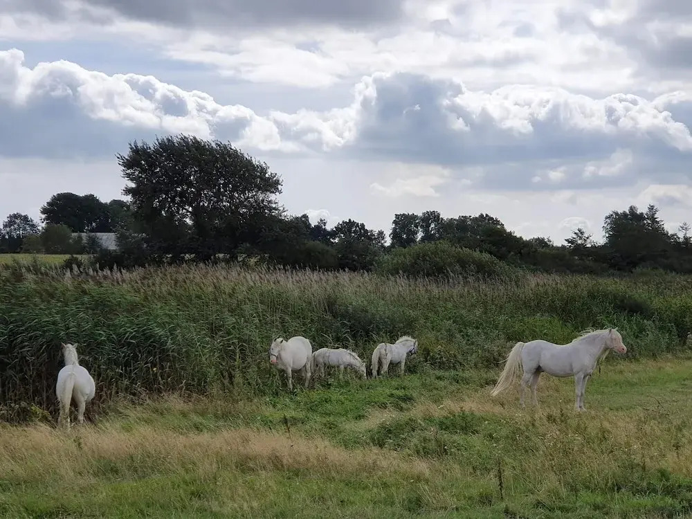 6 Person Holiday Home in Nordborg