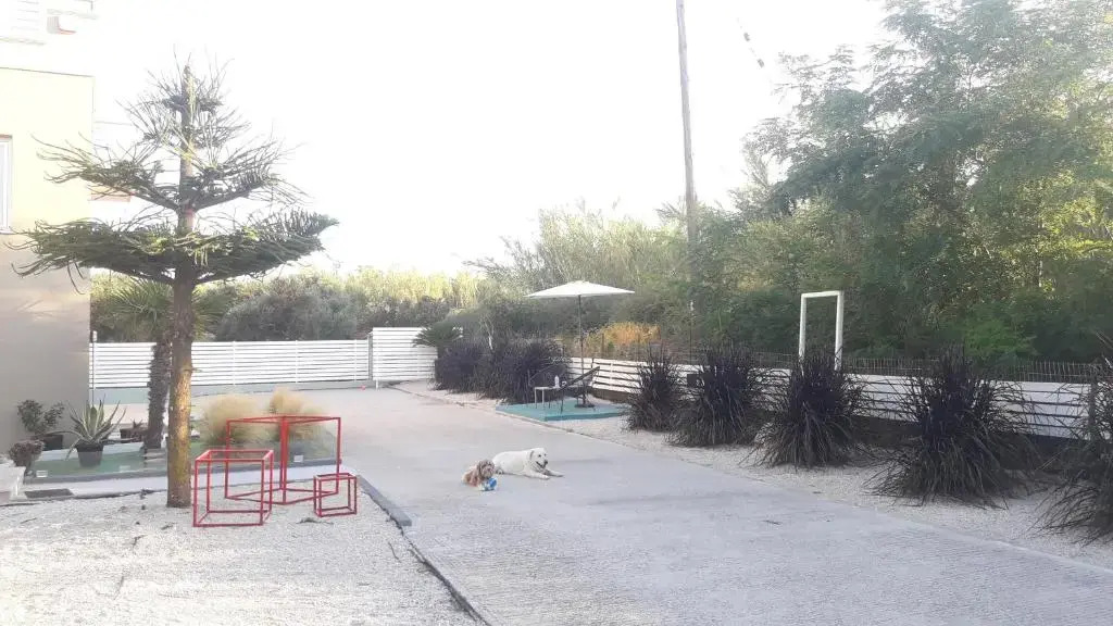 3 Olive Trees