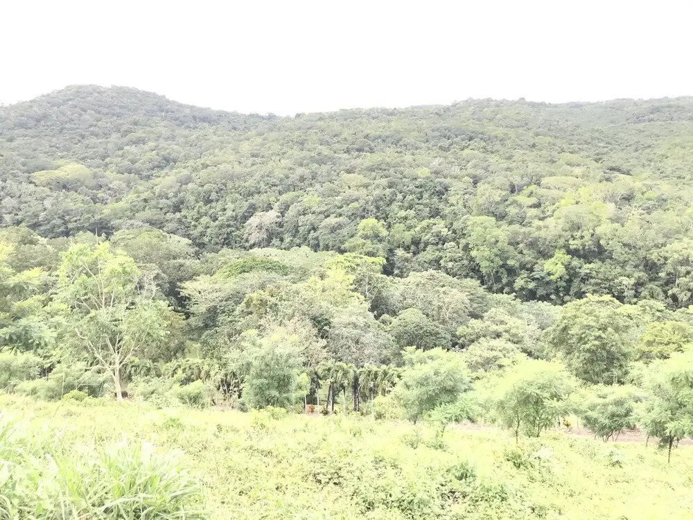 Mango Walk Inn
