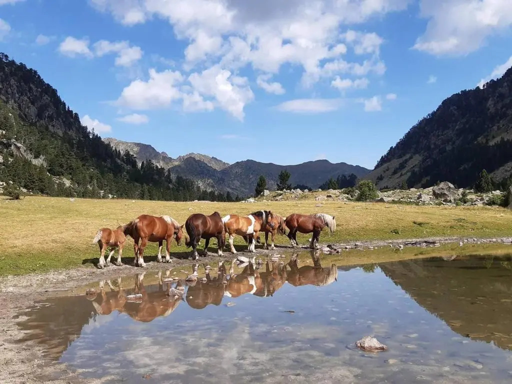 Studio Cauterets, 1 pièce, 3 personnes - FR-1-401-85