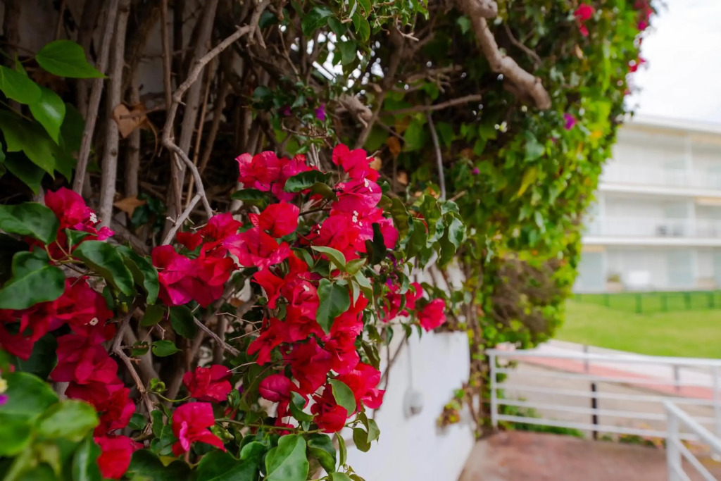 Apartamento Almadraba