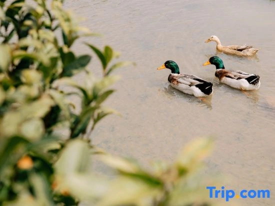 Trip.com Group Country Retreats (Zhang Jiajie Manson Joint Resort）