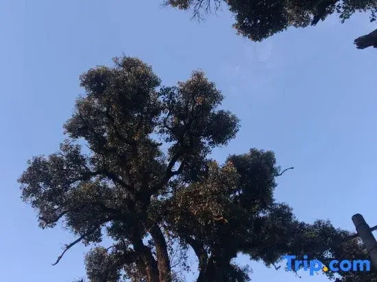 Zaichuan Forest Hostel