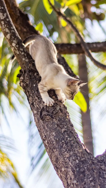 Gato do Mato Hostel & KitePoint