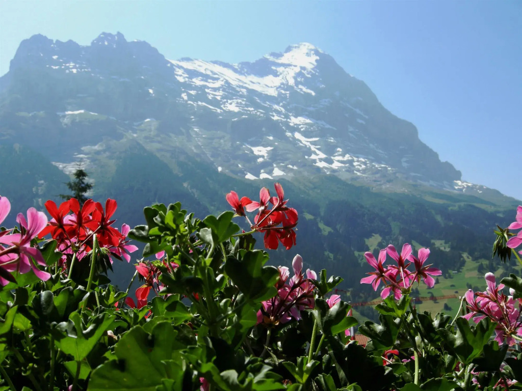 Alpenhof