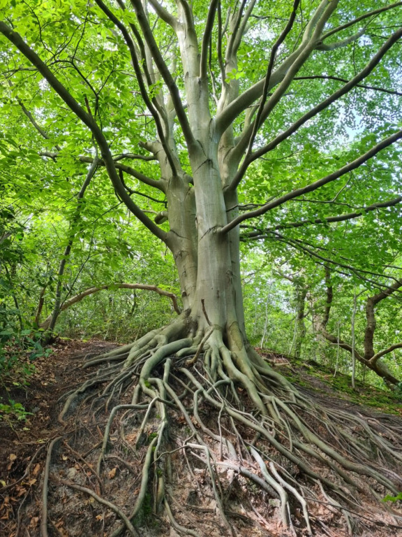 The Forester Schoorl