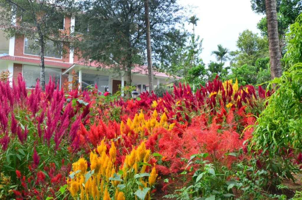 LakeRose Wayanad Resort - Lake view